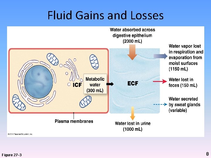 Fluid Gains and Losses Figure 27– 3 8 Fluid Gains and Losses Figure 27– 3 8