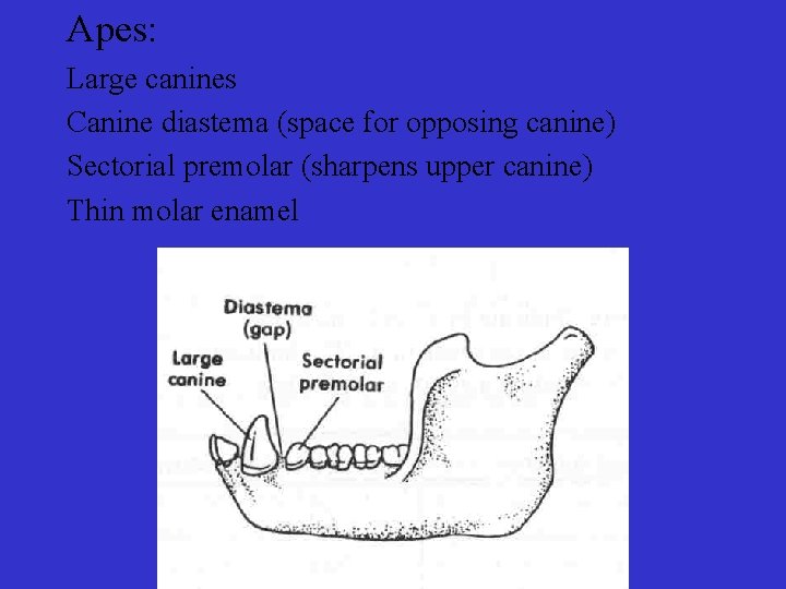 Apes: Large canines Canine diastema (space for opposing canine) Sectorial premolar (sharpens upper canine)