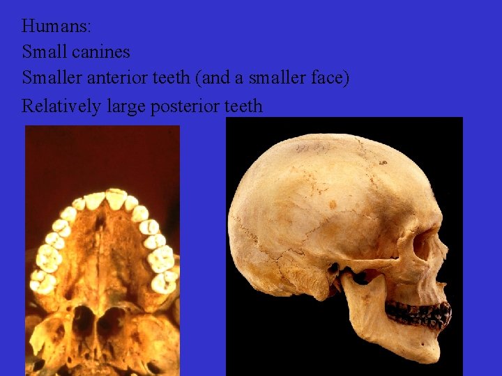 Humans: Small canines Smaller anterior teeth (and a smaller face) Relatively large posterior teeth