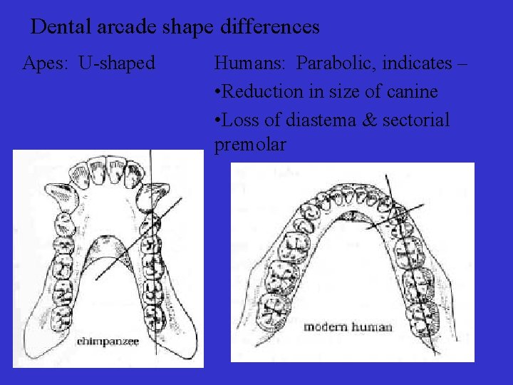 Dental arcade shape differences Apes: U-shaped Humans: Parabolic, indicates – • Reduction in size