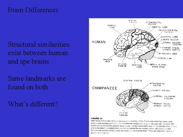 Brain Differences Structural similarities exist between human and ape brains Same landmarks are found