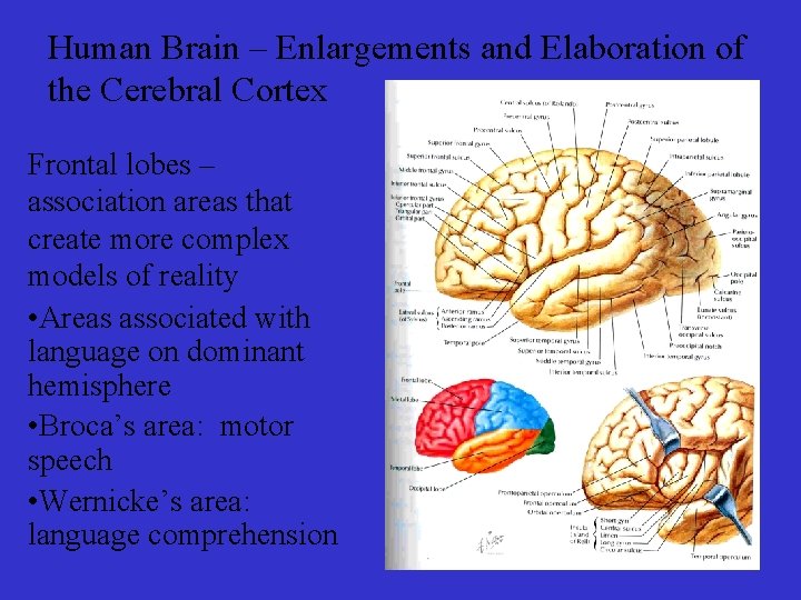 Human Brain – Enlargements and Elaboration of the Cerebral Cortex Frontal lobes – association