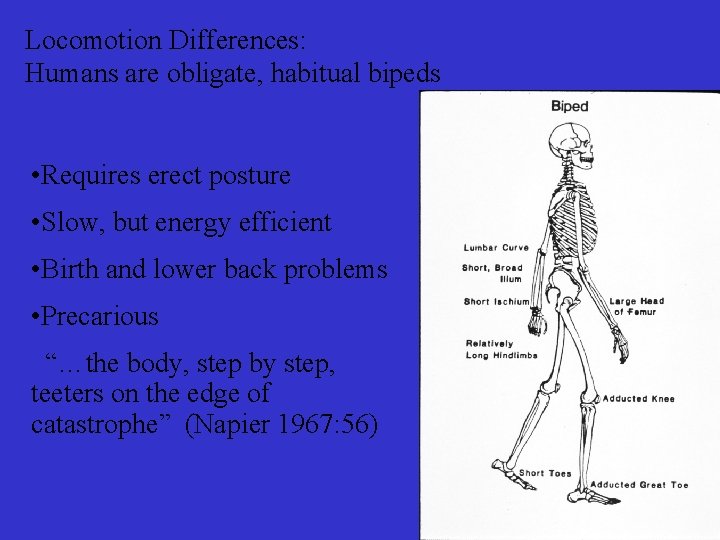 Locomotion Differences: Humans are obligate, habitual bipeds • Requires erect posture • Slow, but