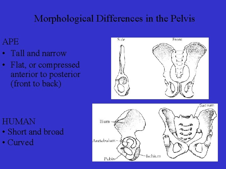 Morphological Differences in the Pelvis APE • Tall and narrow • Flat, or compressed