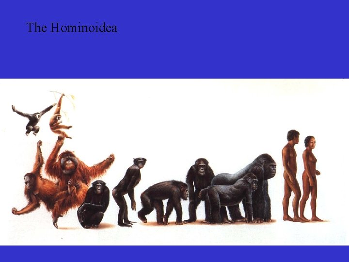 The Hominoidea 