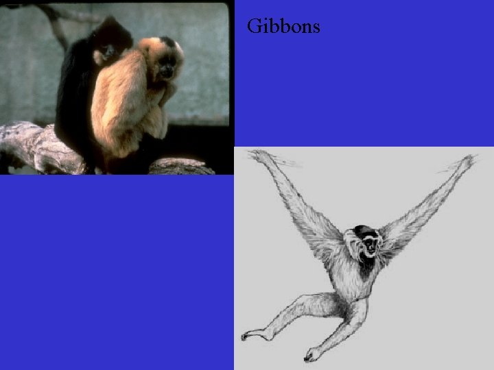 Gibbons 