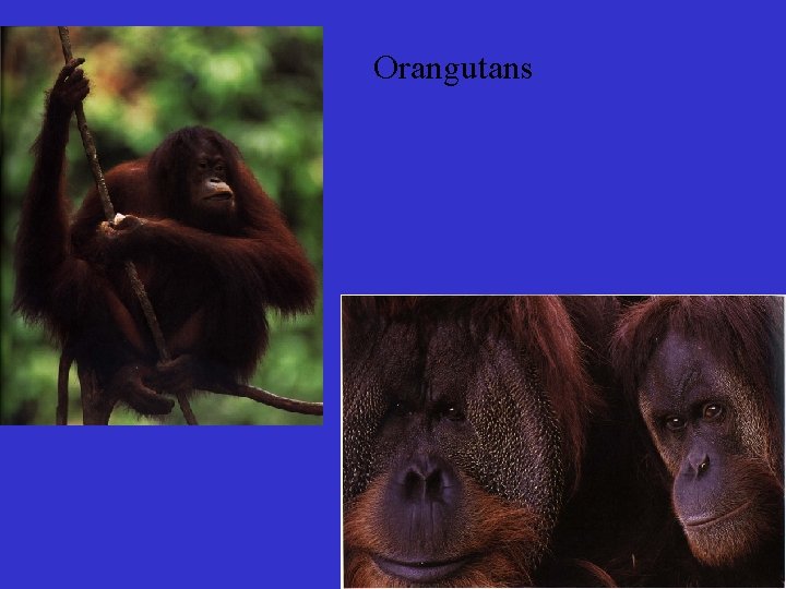 Orangutans 