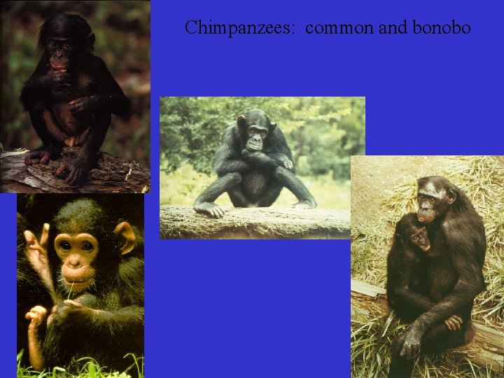 Chimpanzees: common and bonobo 