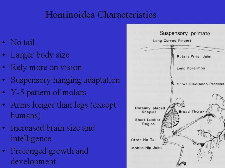 Hominoidea Characteristics • • • No tail Larger body size Rely more on vision