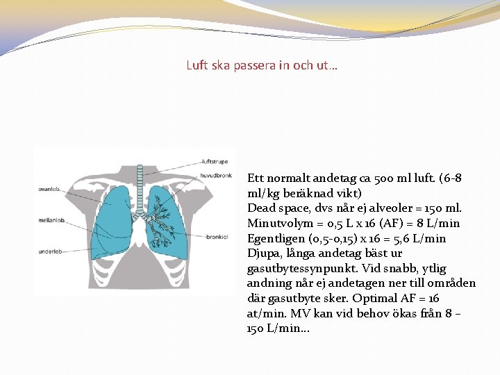 Luft ska passera in och ut… Ett normalt andetag ca 500 ml luft. (6