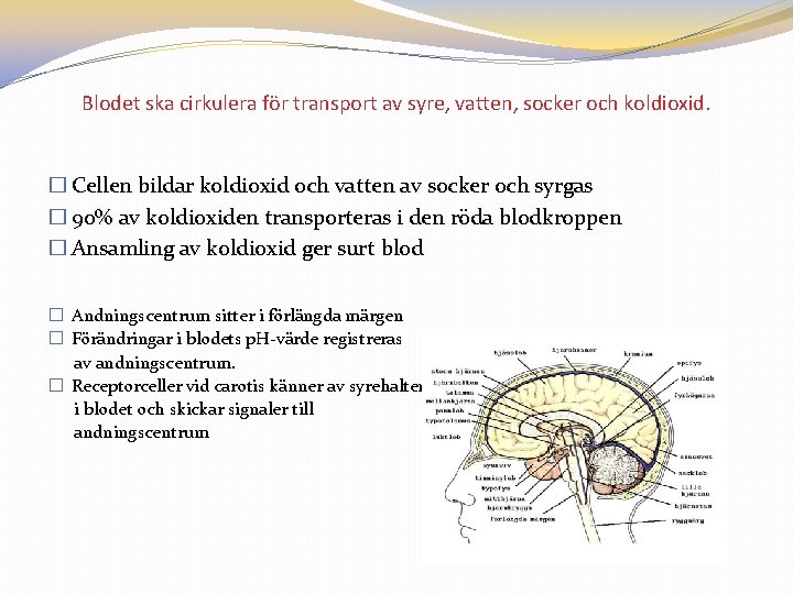 Blodet ska cirkulera för transport av syre, vatten, socker och koldioxid. � Cellen bildar