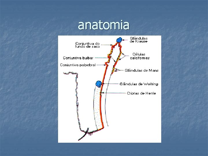 anatomia 