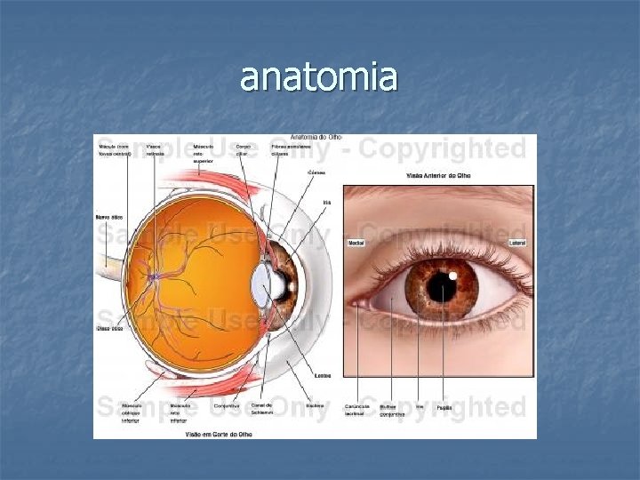 anatomia 