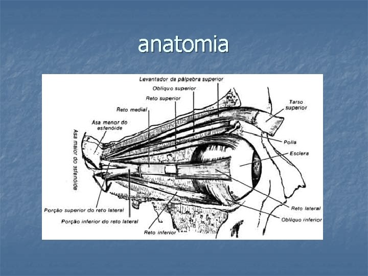 anatomia 