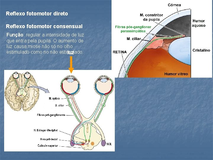 Reflexo fotomotor direto Reflexo fotomotor consensual Função: regular a intensidade de luz que entra