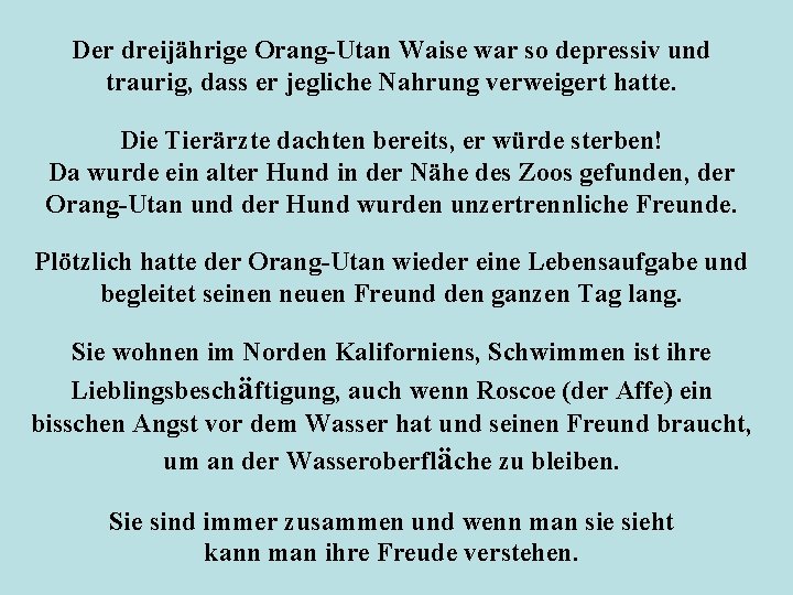 Der dreijährige Orang-Utan Waise war so depressiv und traurig, dass er jegliche Nahrung verweigert