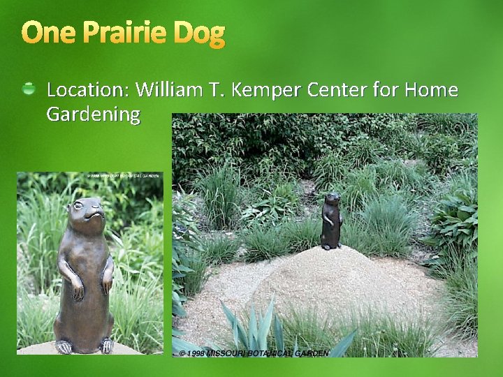 One Prairie Dog Location: William T. Kemper Center for Home Gardening 