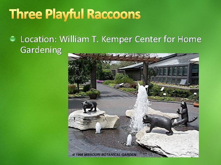 Three Playful Raccoons Location: William T. Kemper Center for Home Gardening 