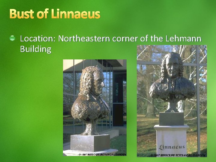 Bust of Linnaeus Location: Northeastern corner of the Lehmann Building 