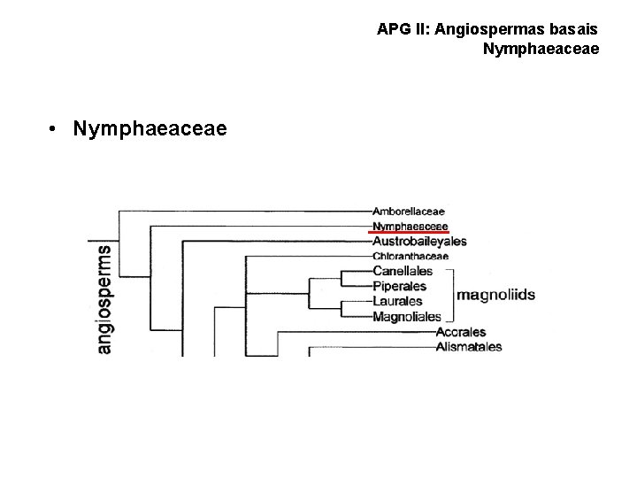 APG II: Angiospermas basais Nymphaeaceae • Nymphaeaceae 