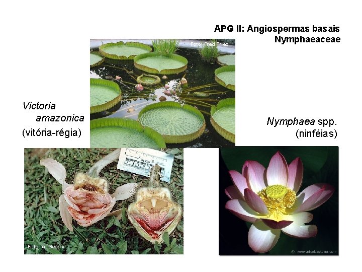 APG II: Angiospermas basais Nymphaeaceae Foto: Fred Triep Victoria amazonica (vitória-régia) Foto: A. Gentry