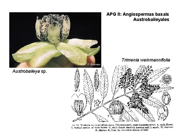 APG II: Angiospermas basais Austrobaileyales Trimenia weinmannifolia Foto: P. Endress Austrobaileya sp. 