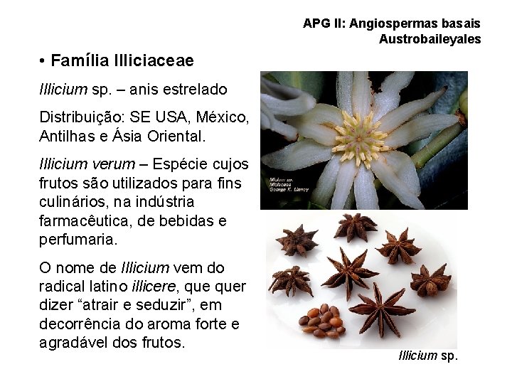 APG II: Angiospermas basais Austrobaileyales • Família Illiciaceae Illicium sp. – anis estrelado Distribuição:
