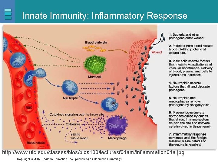 Innate Immunity: Inflammatory Response http: //www. uic. edu/classes/bios 100/lecturesf 04 am/inflammation 01 a. jpg