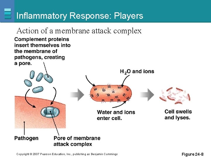 Inflammatory Response: Players Action of a membrane attack complex Copyright © 2007 Pearson Education,