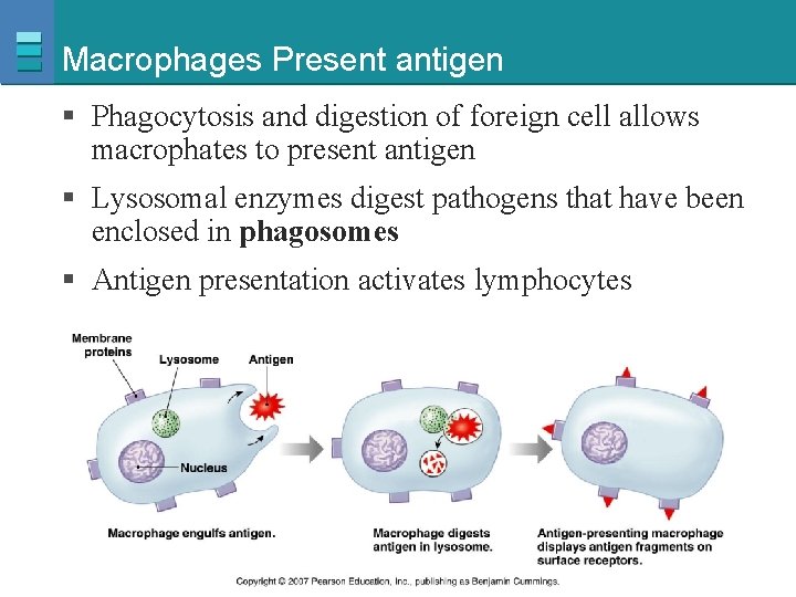 Macrophages Present antigen § Phagocytosis and digestion of foreign cell allows macrophates to present