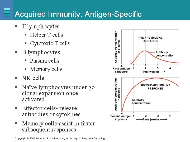 Acquired Immunity: Antigen-Specific § T lymphocytes § Helper T cells § Cytotoxic T cells