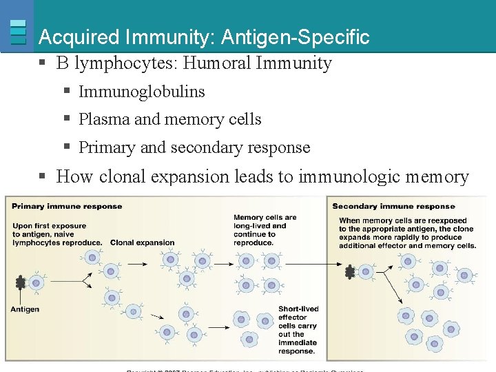 Acquired Immunity: Antigen-Specific § B lymphocytes: Humoral Immunity § Immunoglobulins § Plasma and memory