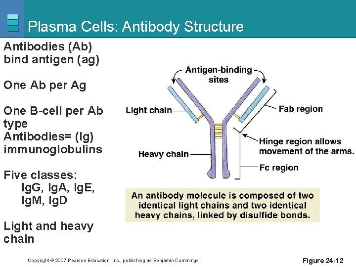 Plasma Cells: Antibody Structure Antibodies (Ab) bind antigen (ag) One Ab per Ag One