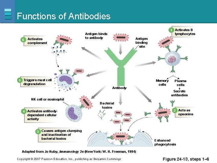 Functions of Antibodies 6 Activates complement 1 Activates B lymphocytes Antigen binds to antibody