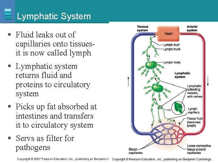 Lymphatic System § Fluid leaks out of capillaries onto tissuesit is now called lymph