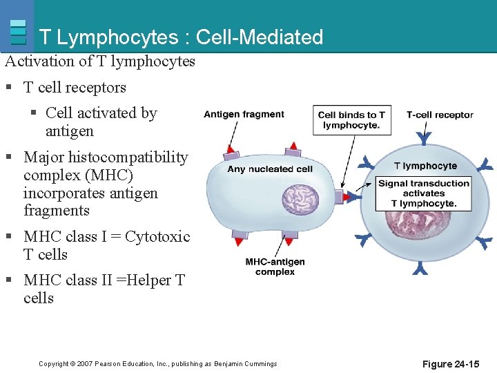 T Lymphocytes : Cell-Mediated Activation of T lymphocytes § T cell receptors § Cell