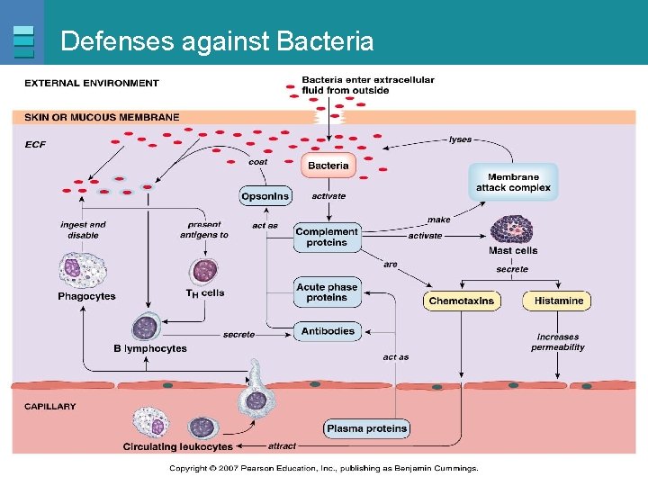 Defenses against Bacteria Copyright © 2007 Pearson Education, Inc. , publishing as Benjamin Cummings
