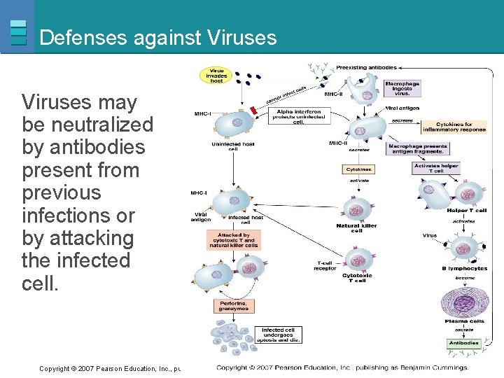 Defenses against Viruses may be neutralized by antibodies present from previous infections or by