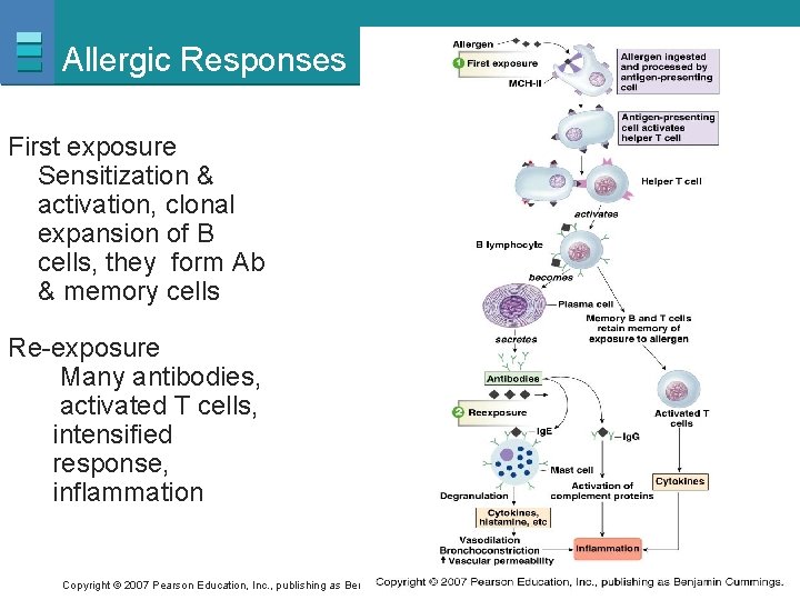 Allergic Responses First exposure Sensitization & activation, clonal expansion of B cells, they form