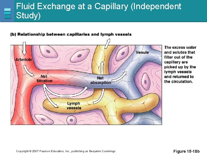 Fluid Exchange at a Capillary (Independent Study) Copyright © 2007 Pearson Education, Inc. ,