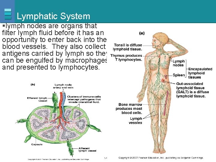 Lymphatic System §lymph nodes are organs that filter lymph fluid before it has an