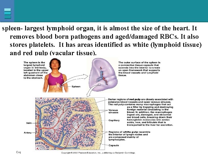 spleen- largest lymphoid organ, it is almost the size of the heart. It removes