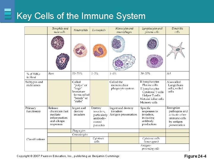 Key Cells of the Immune System Copyright © 2007 Pearson Education, Inc. , publishing