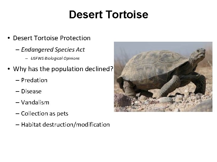 Desert Tortoise • Desert Tortoise Protection – Endangered Species Act – USFWS Biological Opinions