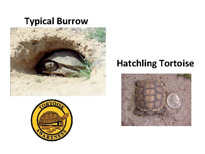 Typical Burrow Hatchling Tortoise 