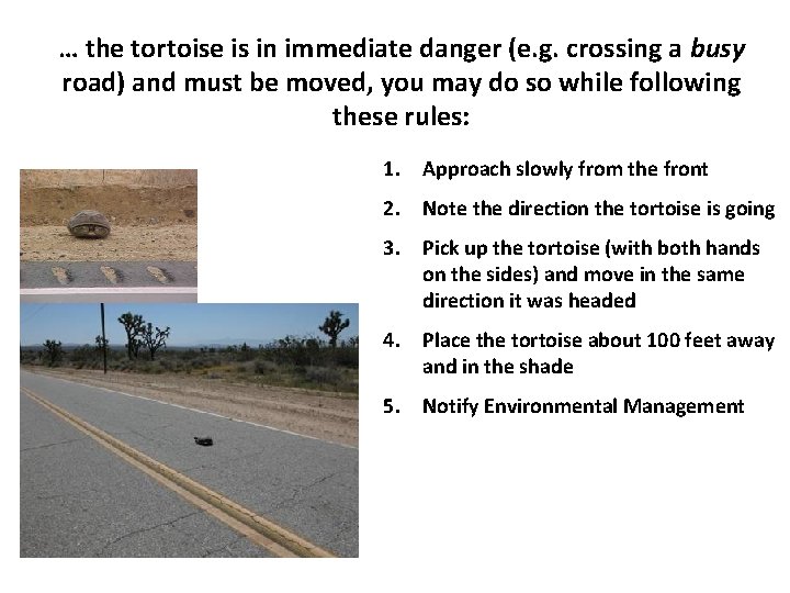 … the tortoise is in immediate danger (e. g. crossing a busy road) and