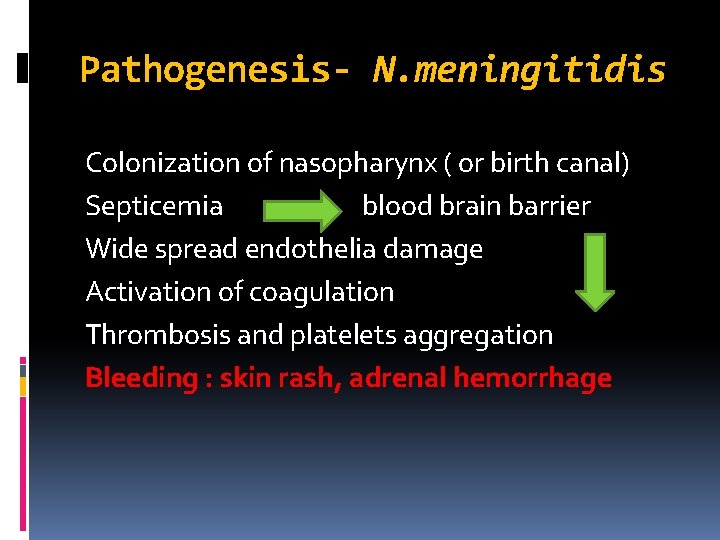 Pathogenesis- N. meningitidis Colonization of nasopharynx ( or birth canal) Septicemia blood brain barrier