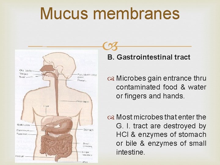 Mucus membranes B. Gastrointestinal tract Microbes gain entrance thru contaminated food & water or