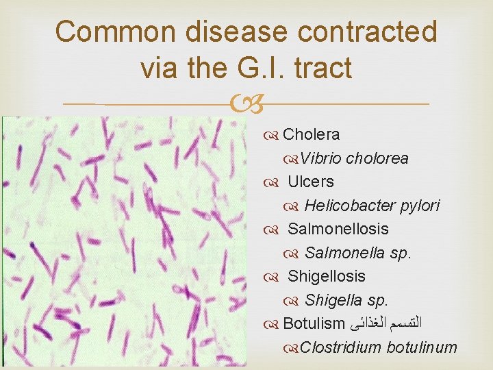 Common disease contracted via the G. I. tract Cholera Vibrio cholorea Ulcers Helicobacter pylori