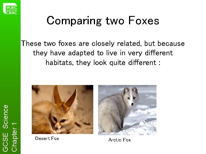 Comparing two Foxes GCSE Science Chapter 1 These two foxes are closely related, but